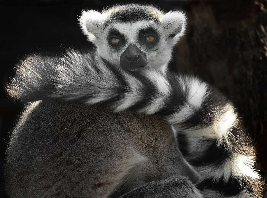 Animals with long tails - Ring-tailed lemur