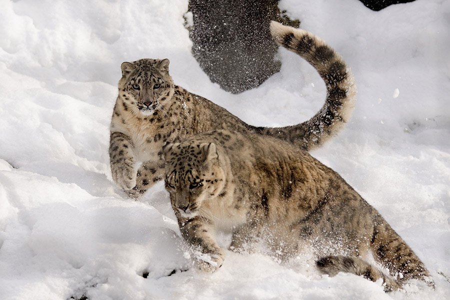 Animals with long tails - Snow leopard