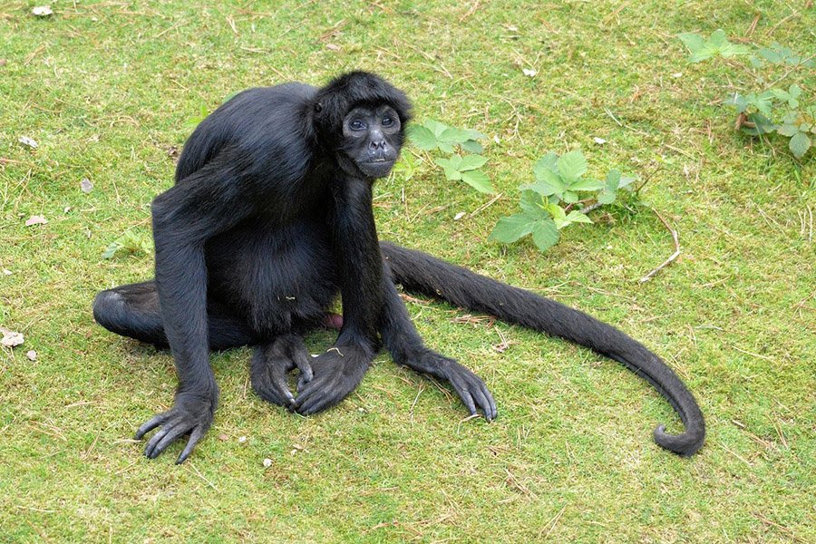 Animals with long tails - Spider monkey