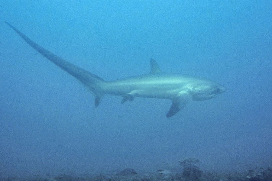 Animals with long tails - Thresher shark