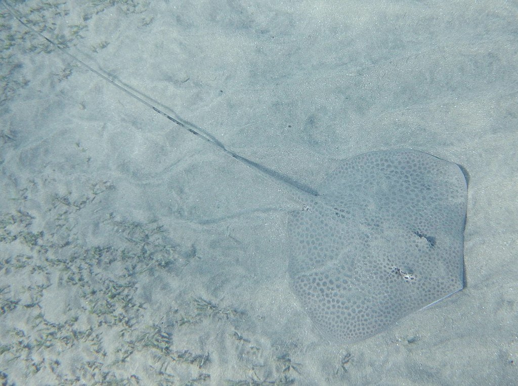 Animals with long tails - Whipray