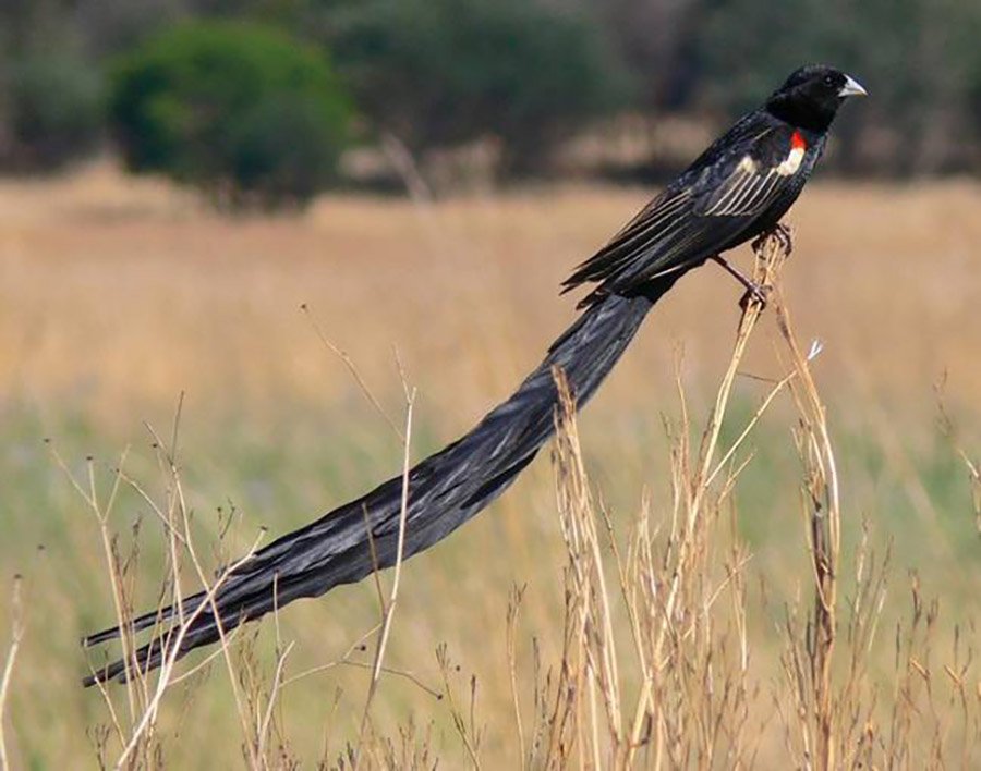 Animals with long tails - Widowbird