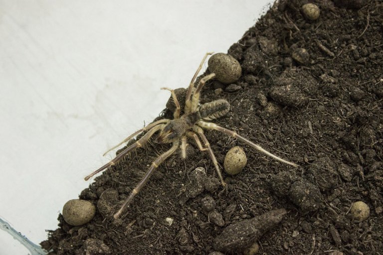 Arachnids - Camel Spider