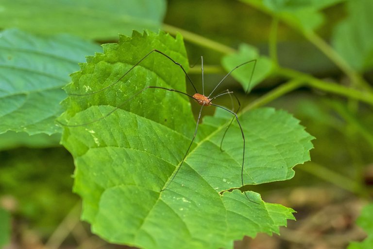 Arachnids - Harvestman