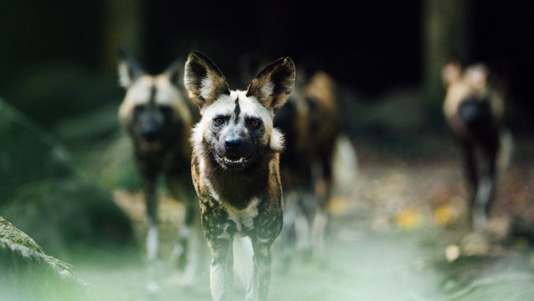 Are African Wild Dogs dangerous - Hero