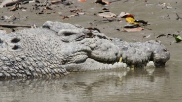 Are there alligators in Australia - Hero