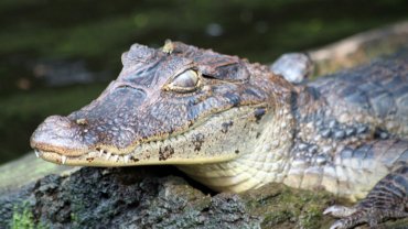 Are there alligators in Costa Rica