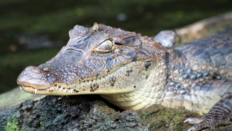 Are there alligators in Costa Rica