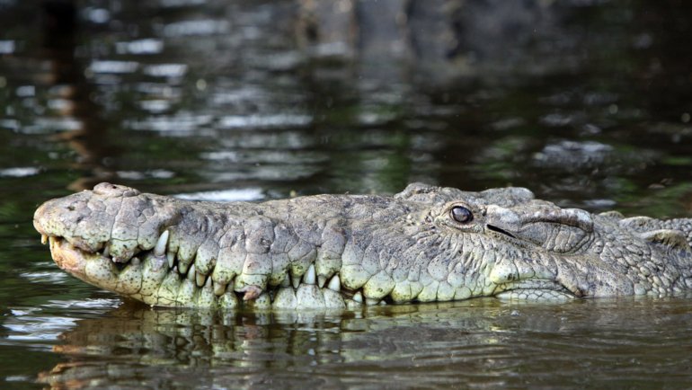 Are there alligators in Mexico - Hero