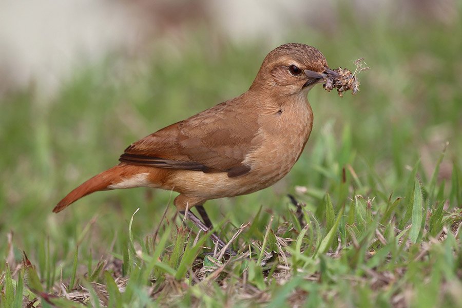 Argentina Rufous Hornero 