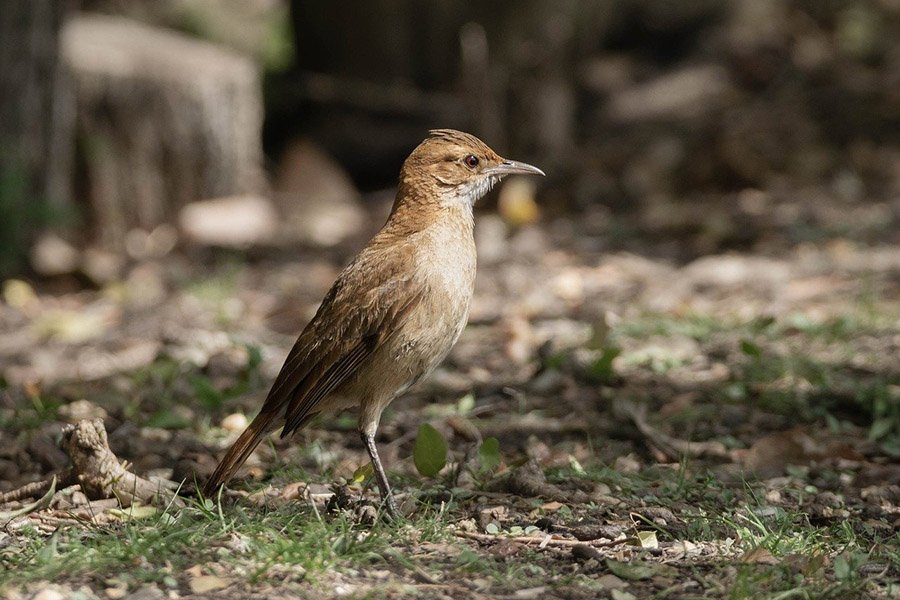 Argentina Rufous Hornero 