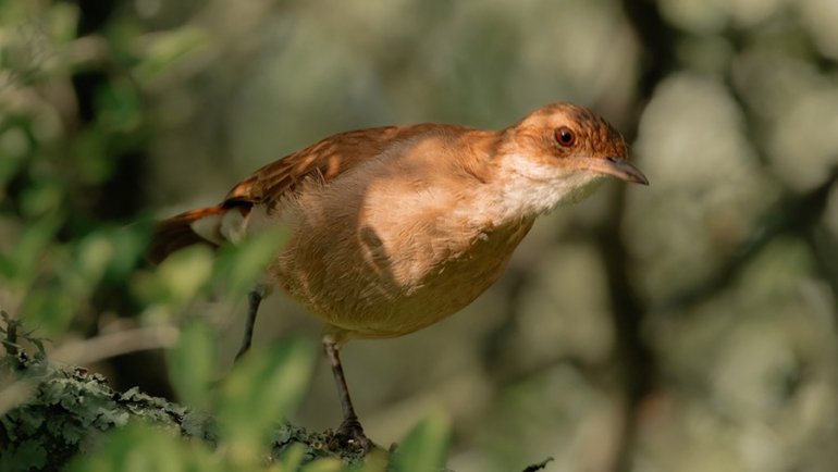 Argentina national animal - Hero