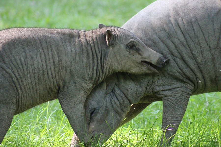 Babirusa