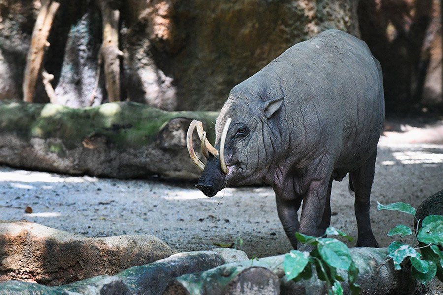 Babirusa