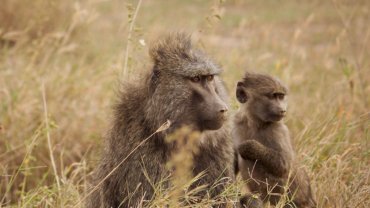 Baboon fact sheet - hero