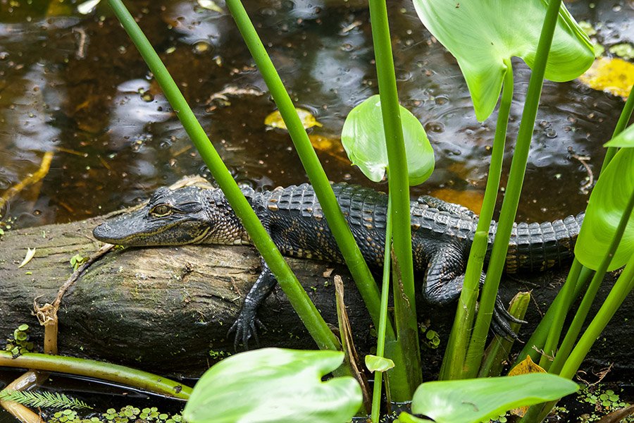 Baby alligator on log