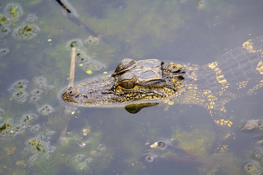 Baby alligator