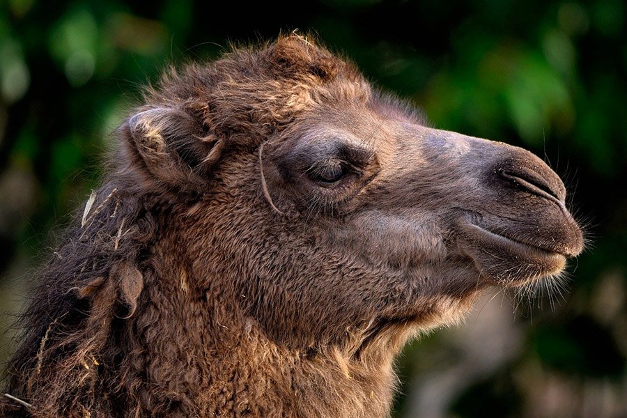 Bactrian camel 