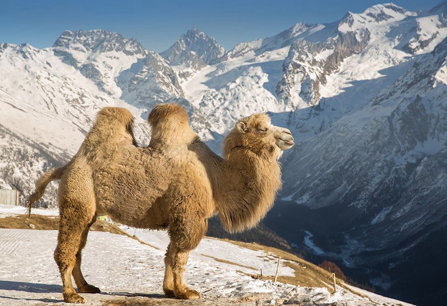 Bactrian camel 