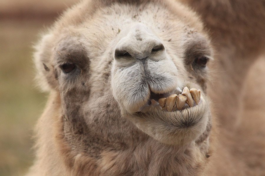 Bactrian camel 