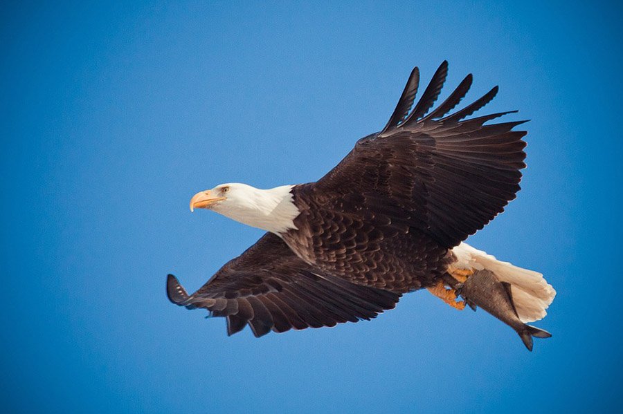 Bald Eagle