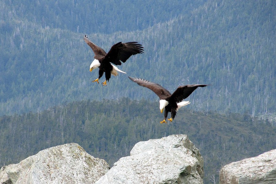 Bald Eagle