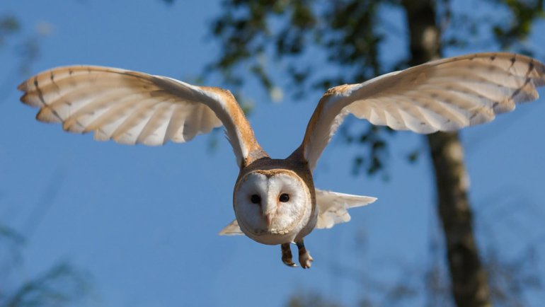 Barn owl sheet - Hero