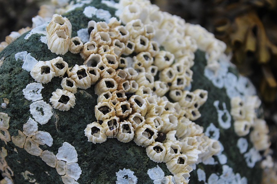 Barnacles