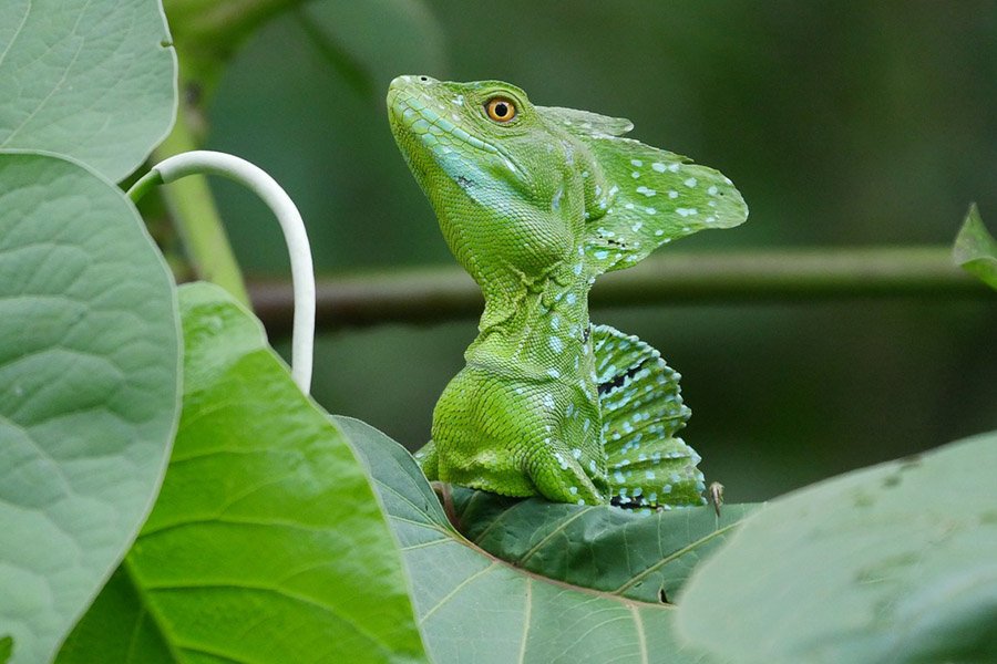 Basilisk lizard