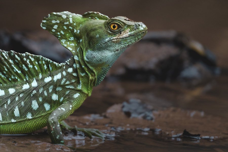 Basilisk lizard