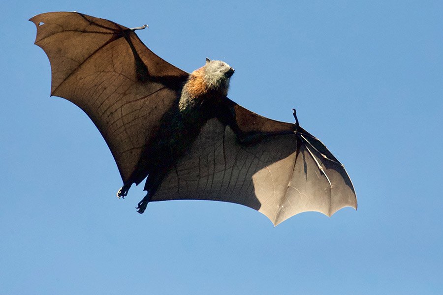 Flying bat