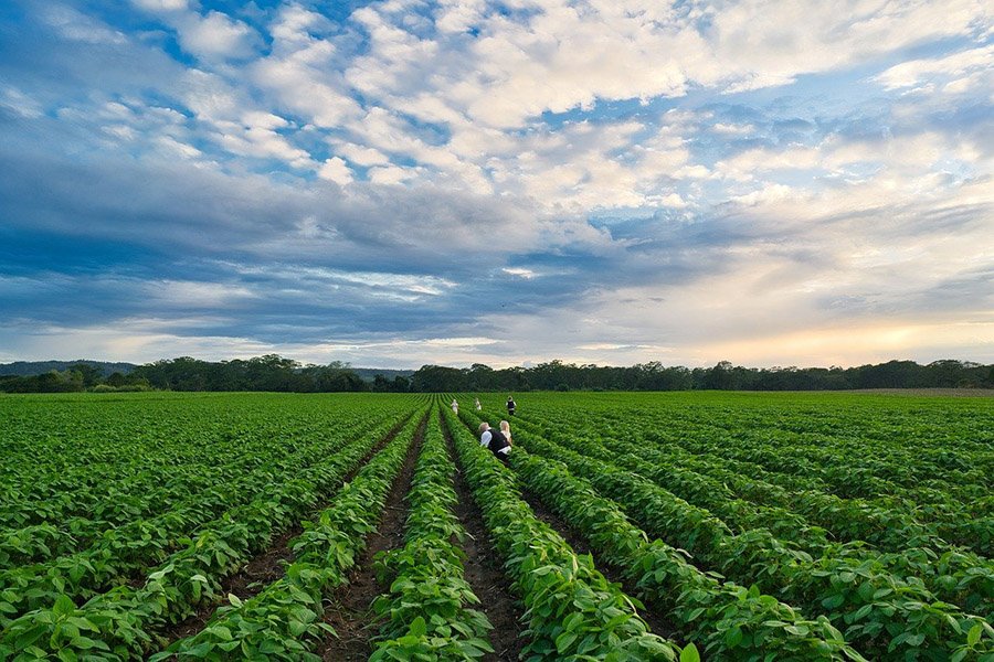 Belize Agriculture