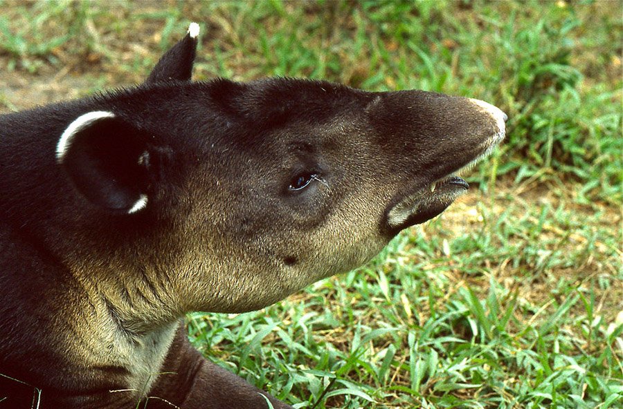 Belize Baird's Tapir 