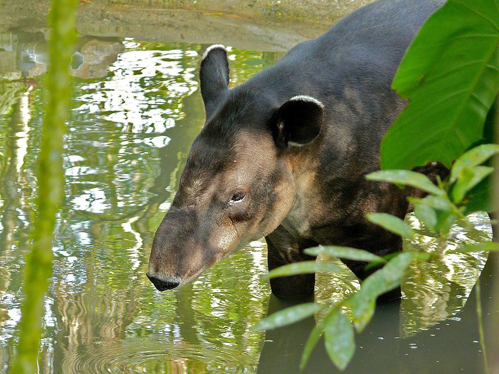 Belize Baird's Tapir 