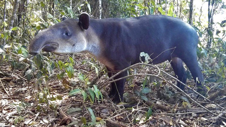 Belize Baird's Tapir