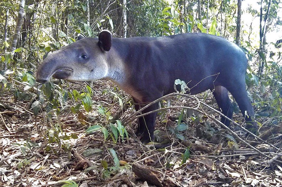 Belize Baird's Tapir 