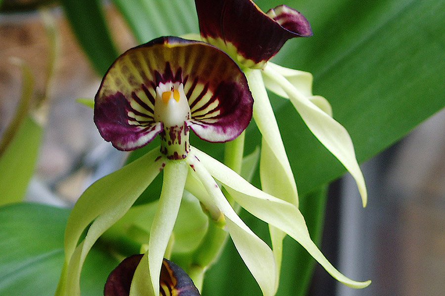 Belize Encyclia cochleata