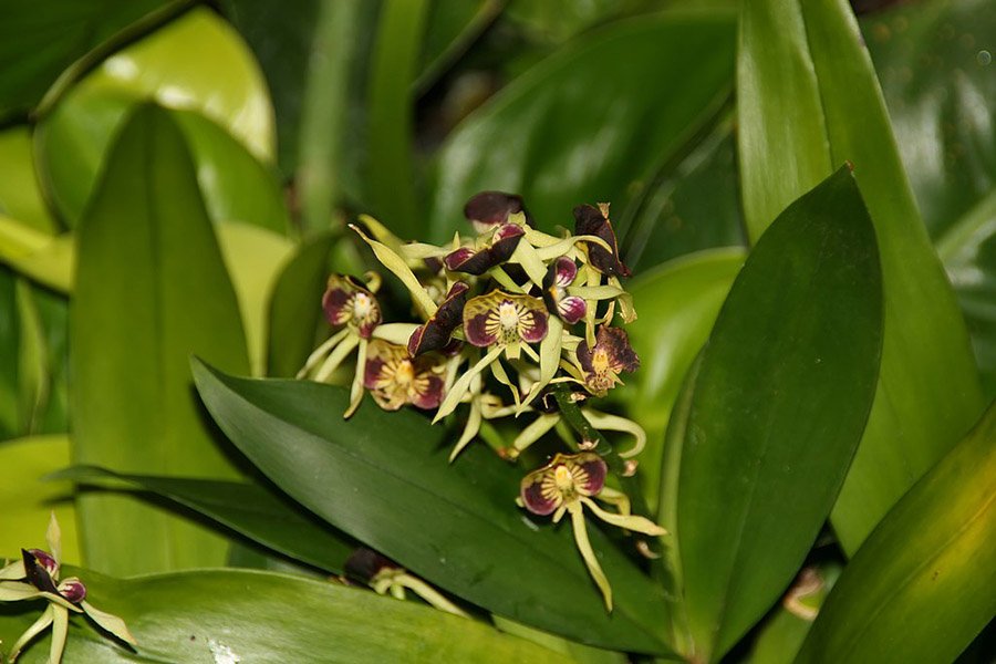 Belize Encyclia cochleata 