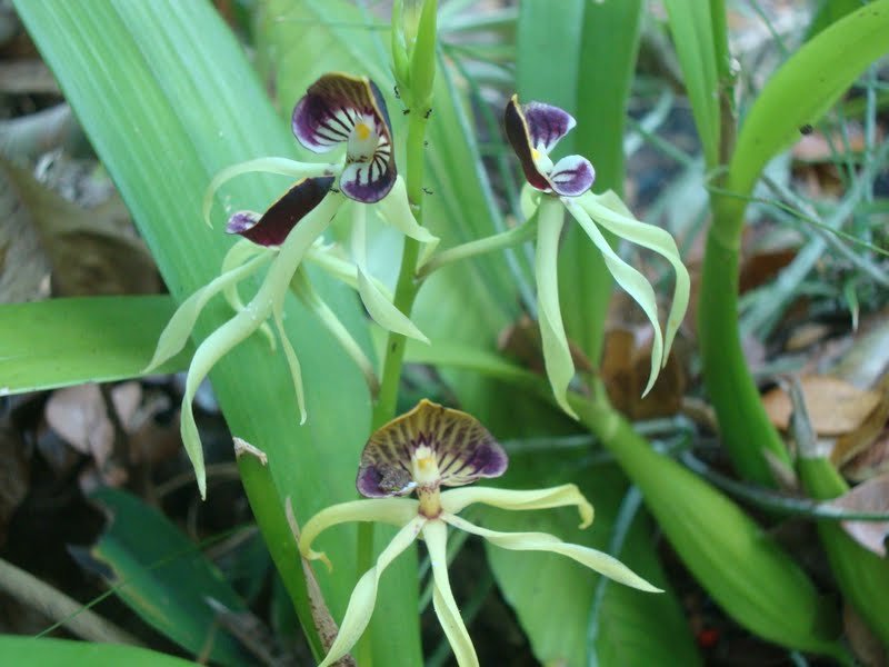 Belize Encyclia cochleata 