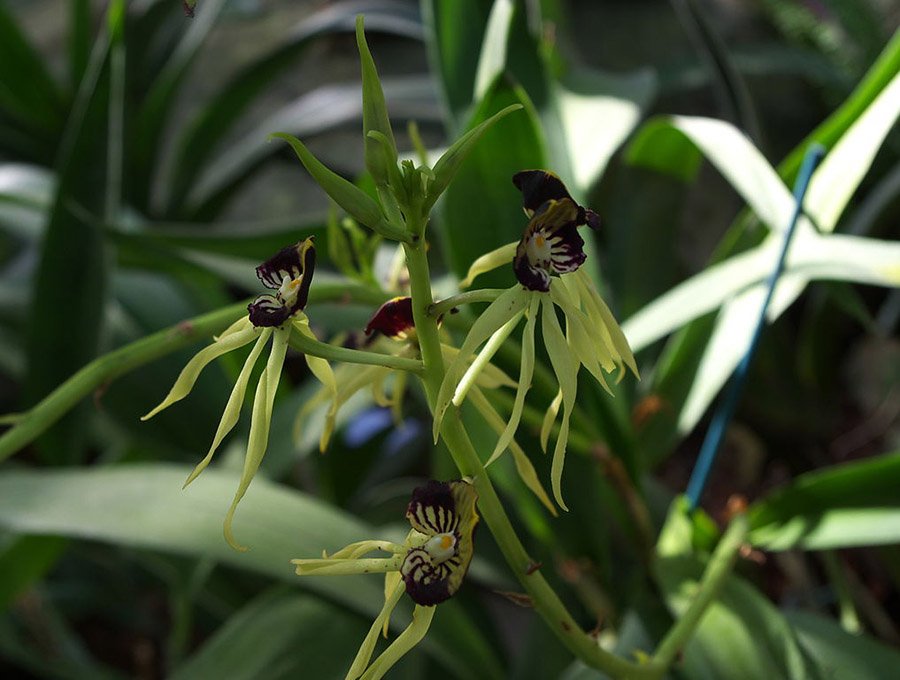 Belize Encyclia cochleata