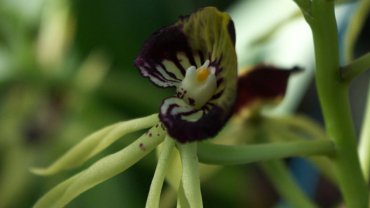 Belize national flower - Hero