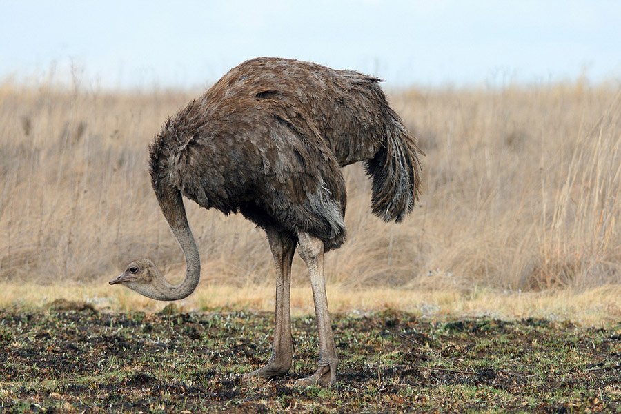 Birds with long legs - Ostrich