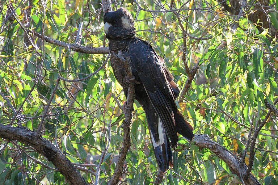 Black Parrots - Baudin's Black Cockatoo