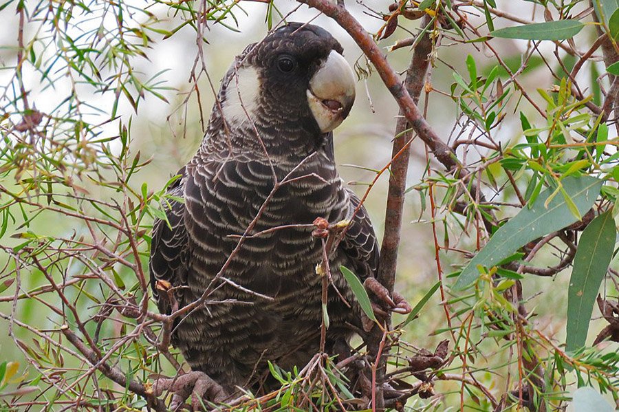 Black Parrots - Carnaby's Black Cockatoo