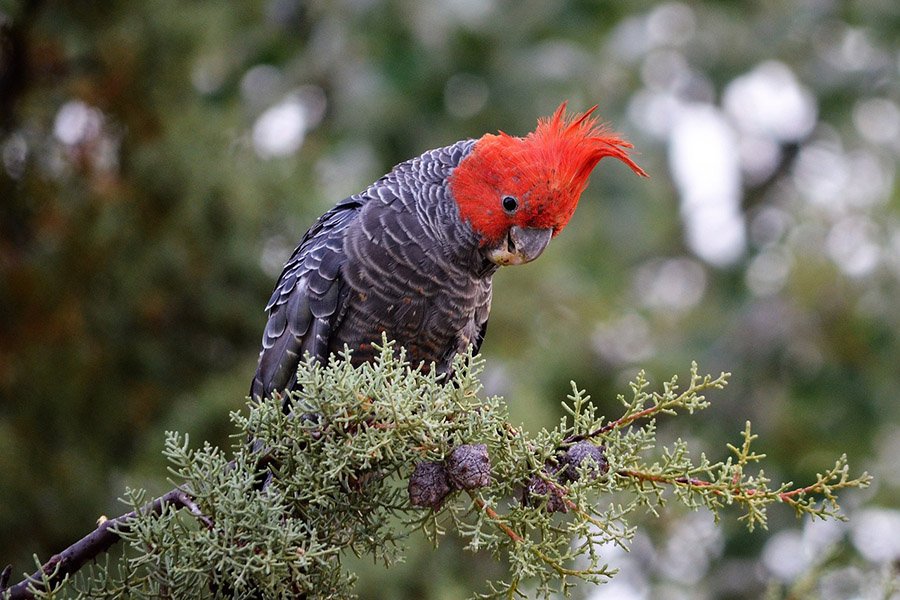 Black Parrots - Gang Gang Cockatoo