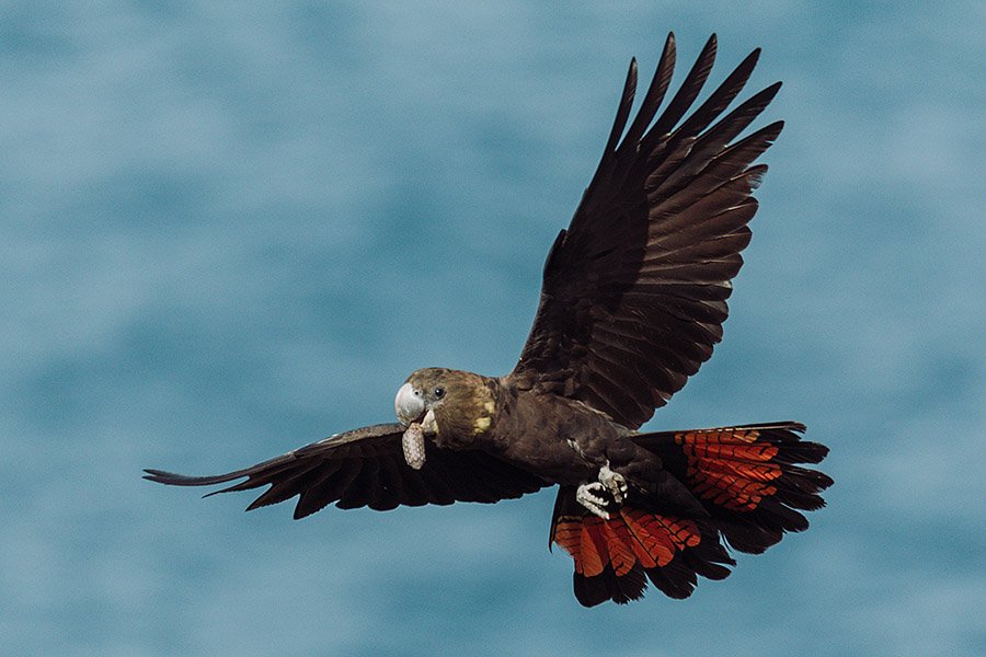 Black Parrots - Glossy Black Cockatoo