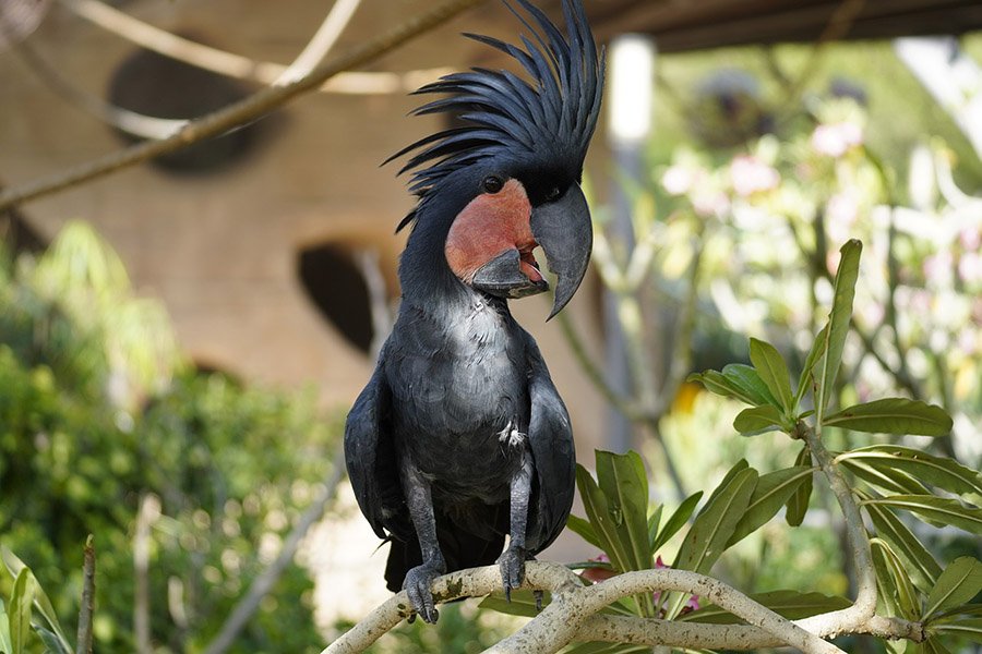 Black Parrots - Palm Cockatoo