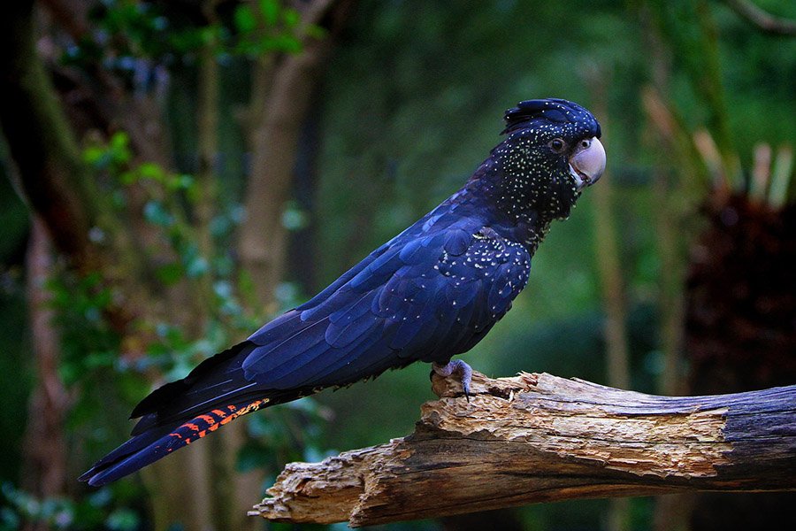 Black Parrots - Red-Tailed Cockatoo