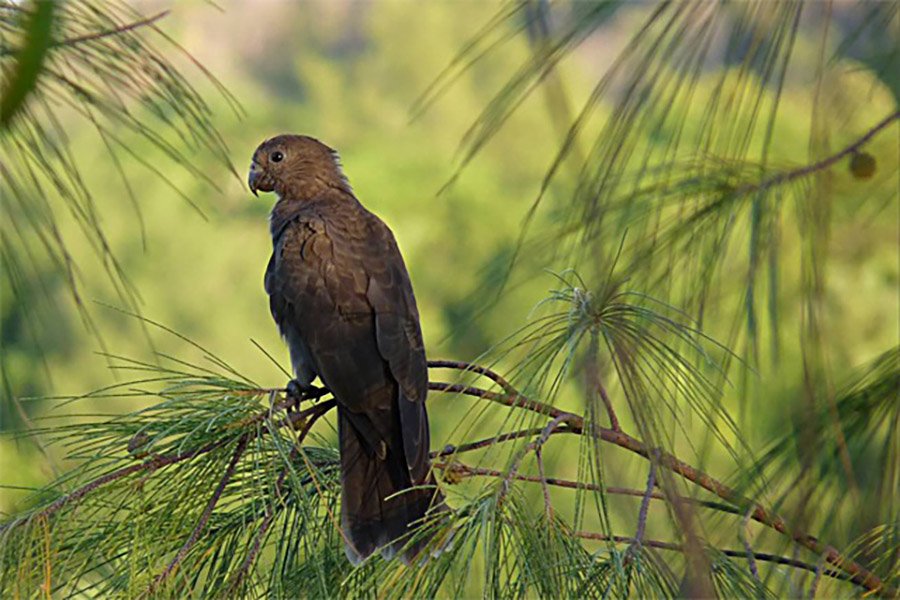 Black Parrots - Seychelles Black Parrot