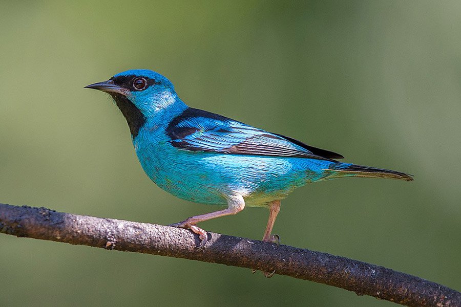 Black and Blue Animals - Blue Dacnis